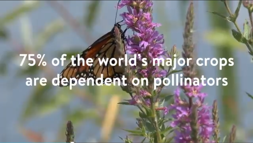 Buzz-worthy: Walmart Canada Introduces New Pollinator Health ...